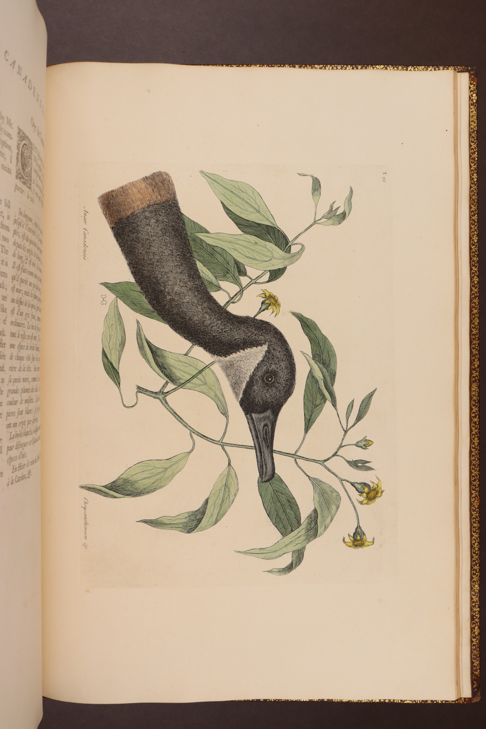 Plate 92
